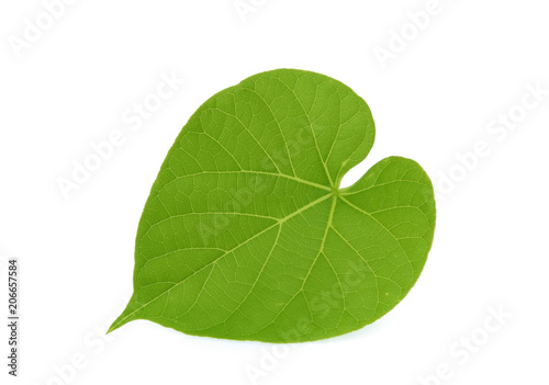 green leaf of tinospora cordifolia or bora phet (thai name) isolated on white background