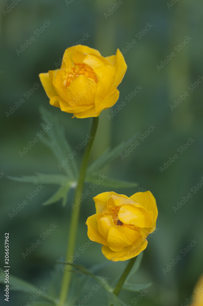 Chinese globeflower (Trollius chinensis) close up Chinese globeflower (Trollius chinensis) close up