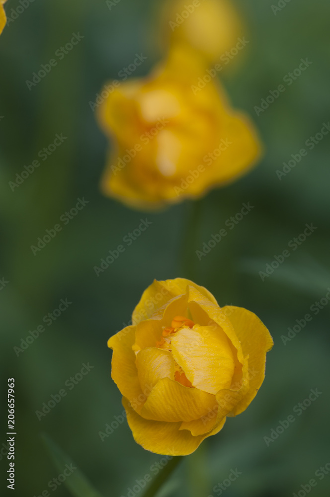 Chinese globeflower (Trollius chinensis) close up Chinese globeflower (Trollius chinensis) close up