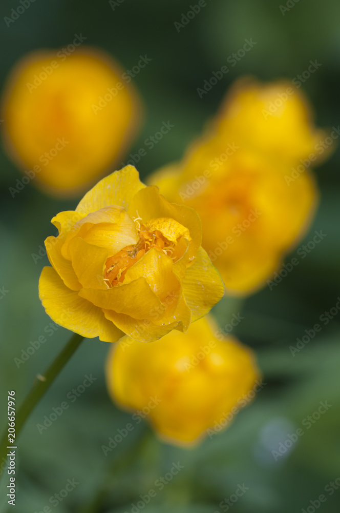 Chinese globeflower (Trollius chinensis) close up Chinese globeflower (Trollius chinensis) close up
