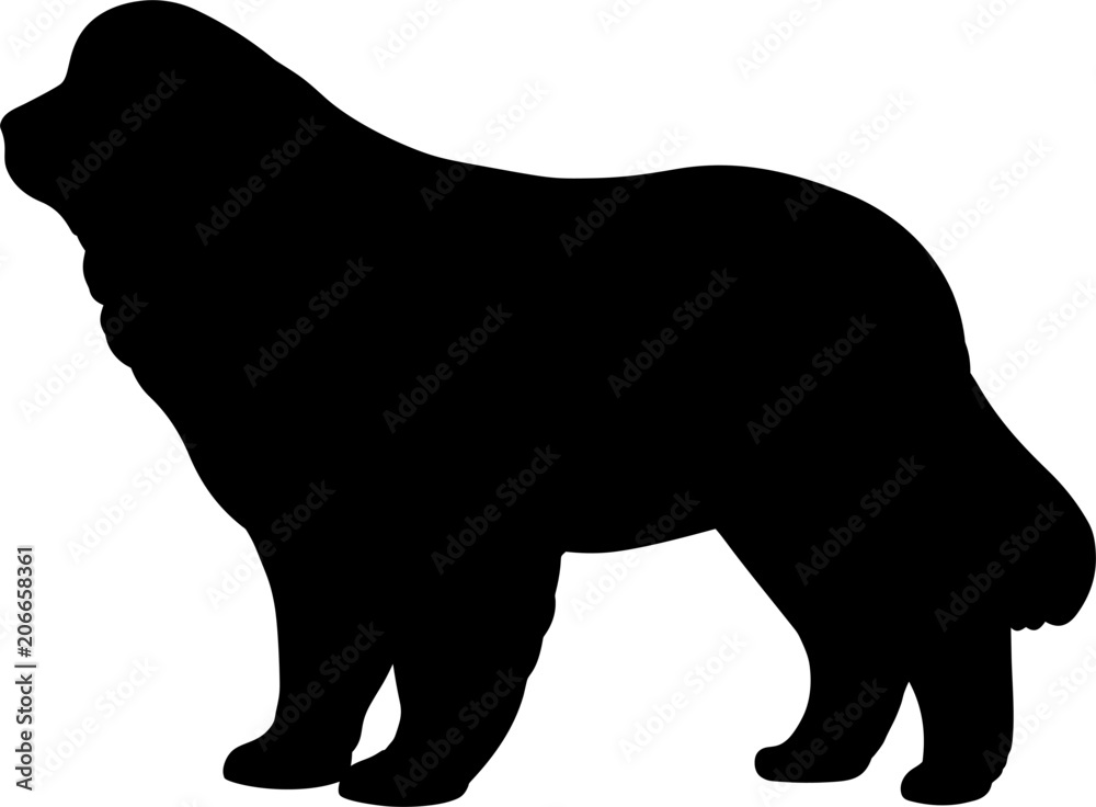 Newfoundland Dog Newfoundland Dog