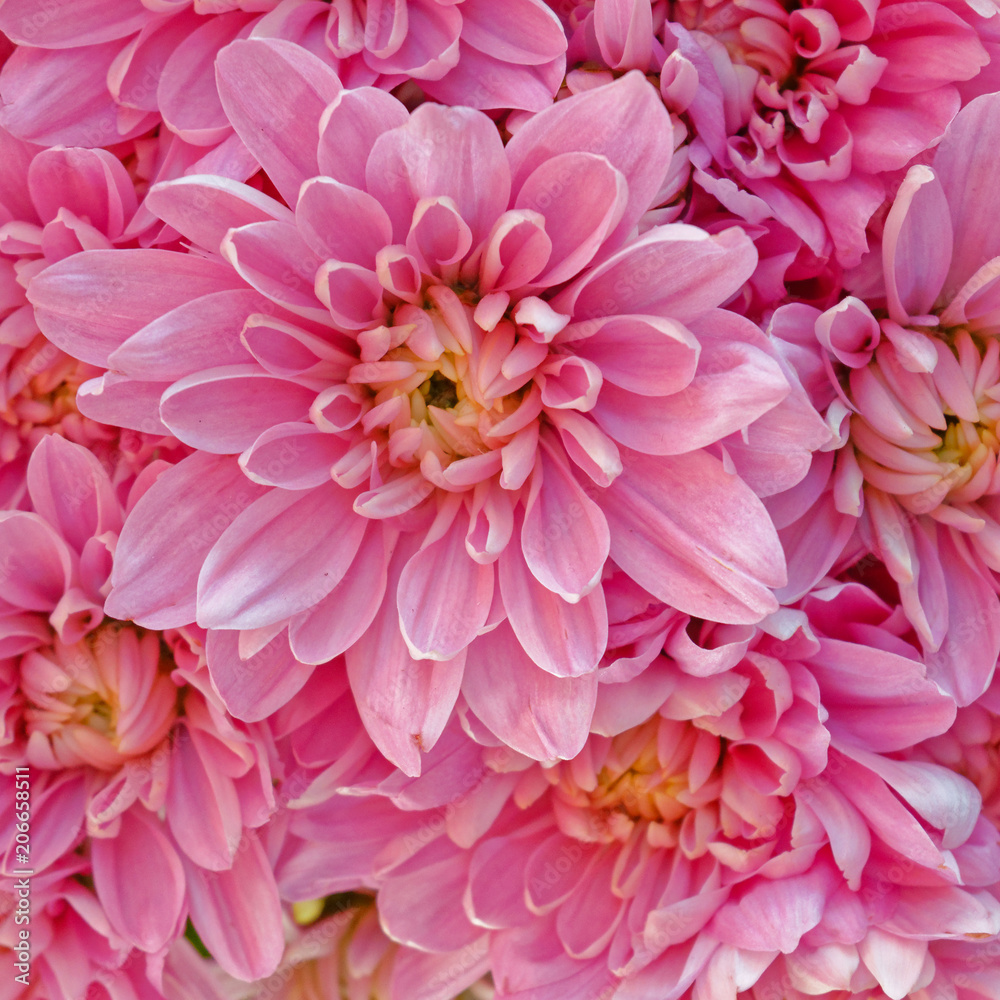 pink chrysanthemum flowers closeup, natural background