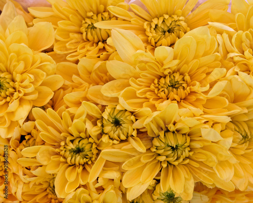 yellow chrysanthemum flowers closeup  natural background