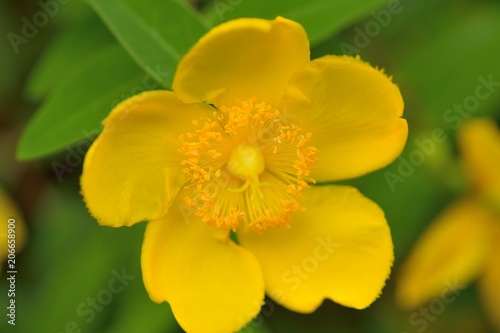 Fototapeta Naklejka Na Ścianę i Meble -  Macro details of Yellow summer flower