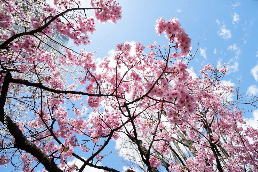 六本木ヒルズの桜