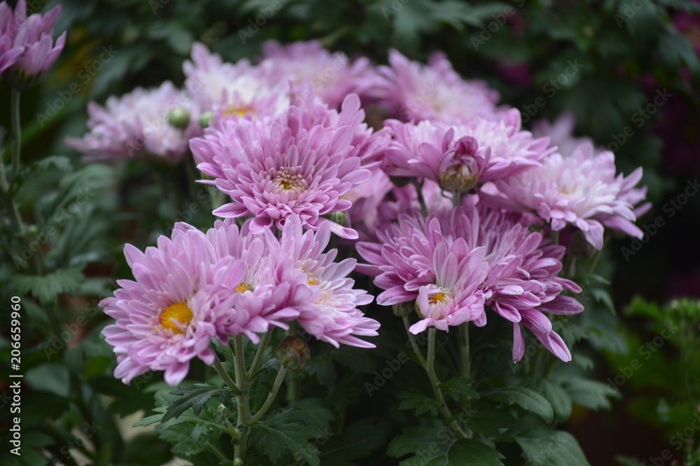 Flowers In Cameron Highland. It is a hill side resort and well known for its beautiful flowers. Flowers In Cameron Highland. It is a hill side resort and well known for its beautiful flowers.
