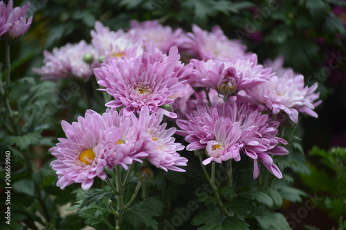 Flowers In Cameron Highland. It is a hill side resort and well known for its beautiful flowers.