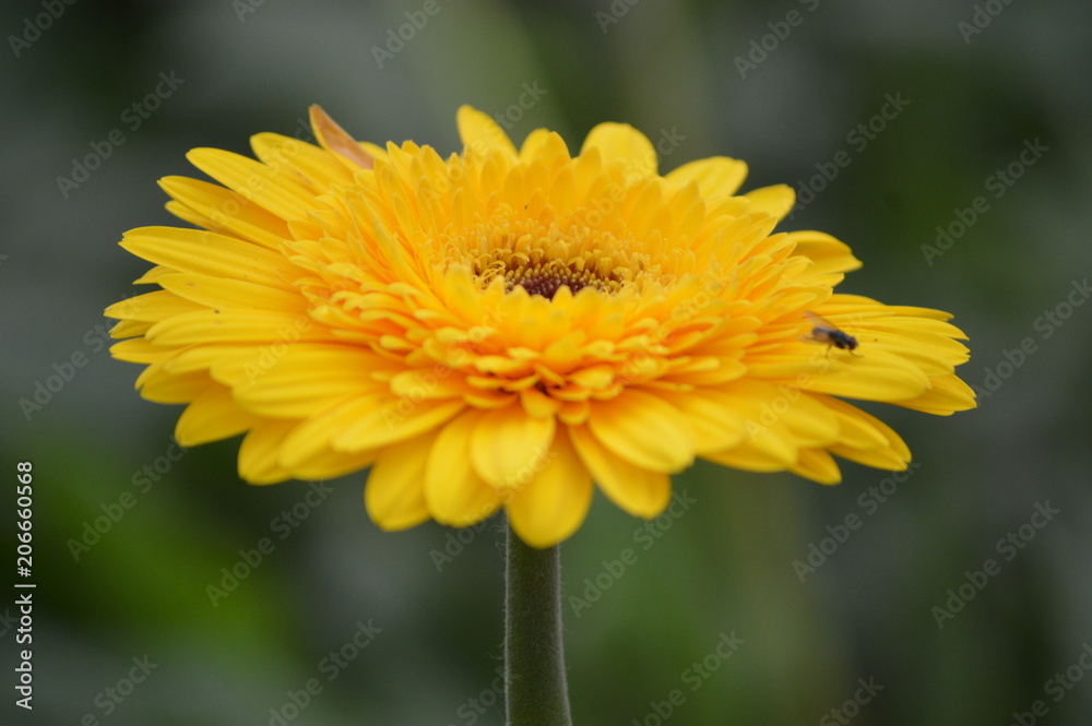 Flowers In Cameron Highland. It is a hill side resort and well known for its beautiful flowers. Flowers In Cameron Highland. It is a hill side resort and well known for its beautiful flowers.