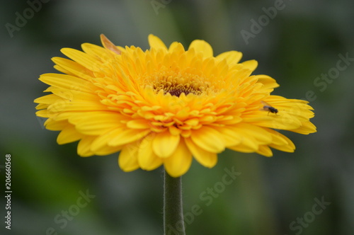 Flowers In Cameron Highland. It is a hill side resort and well known for its beautiful flowers.