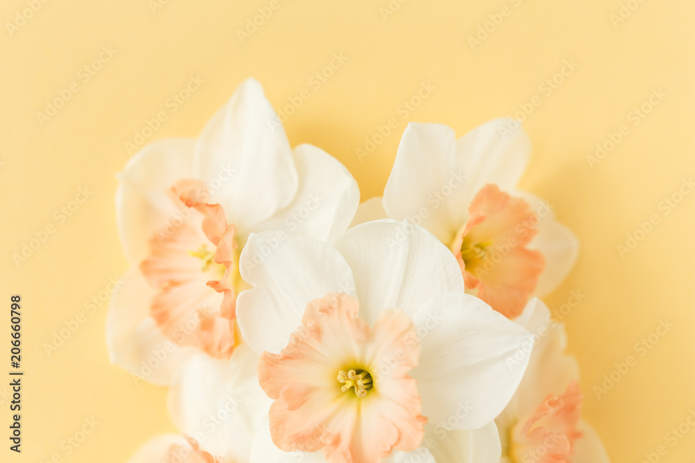 Delicate white narcissus flowers on a yellow background, close-up, space for text Delicate white narcissus flowers on a yellow background, close-up, space for text