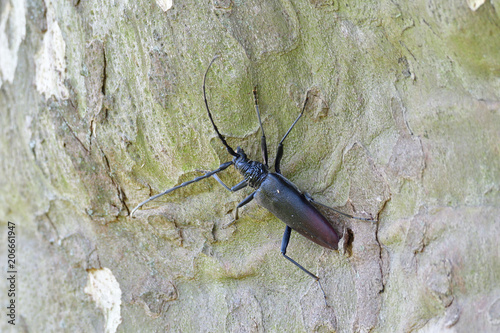 macro musk beetle climbing on the tree  photo