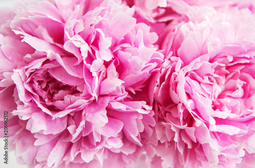 Fototapeta Naklejka Na Ścianę i Meble -  Beauty pink peony flowers