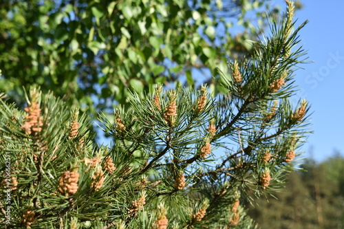 branch of a blossoming pine tree close-up on a soft green blurred background  blue sky