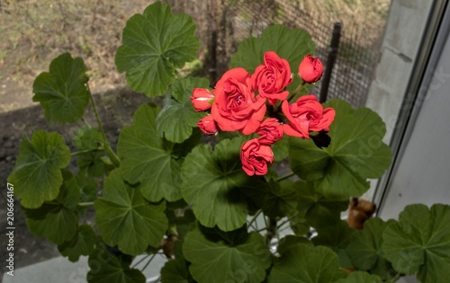 Fototapeta Naklejka Na Ścianę i Meble -  begin to bloom buds of red geranium on natural green background