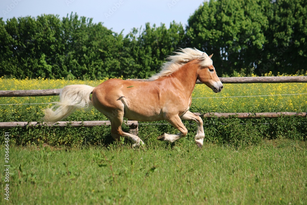 beautiful haflinger horse is running on a paddock in the sunshine beautiful haflinger horse is running on a paddock in the sunshine