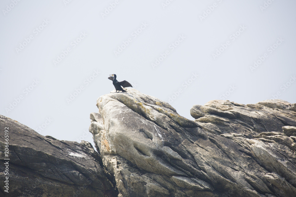 Obraz premium Parade du grand cormoran