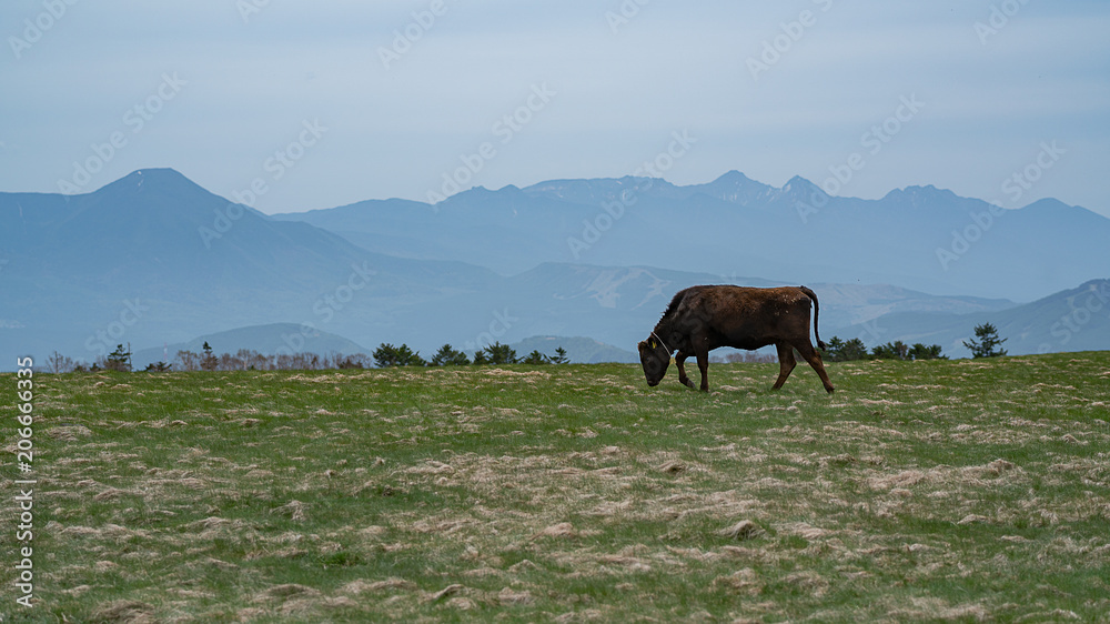 山