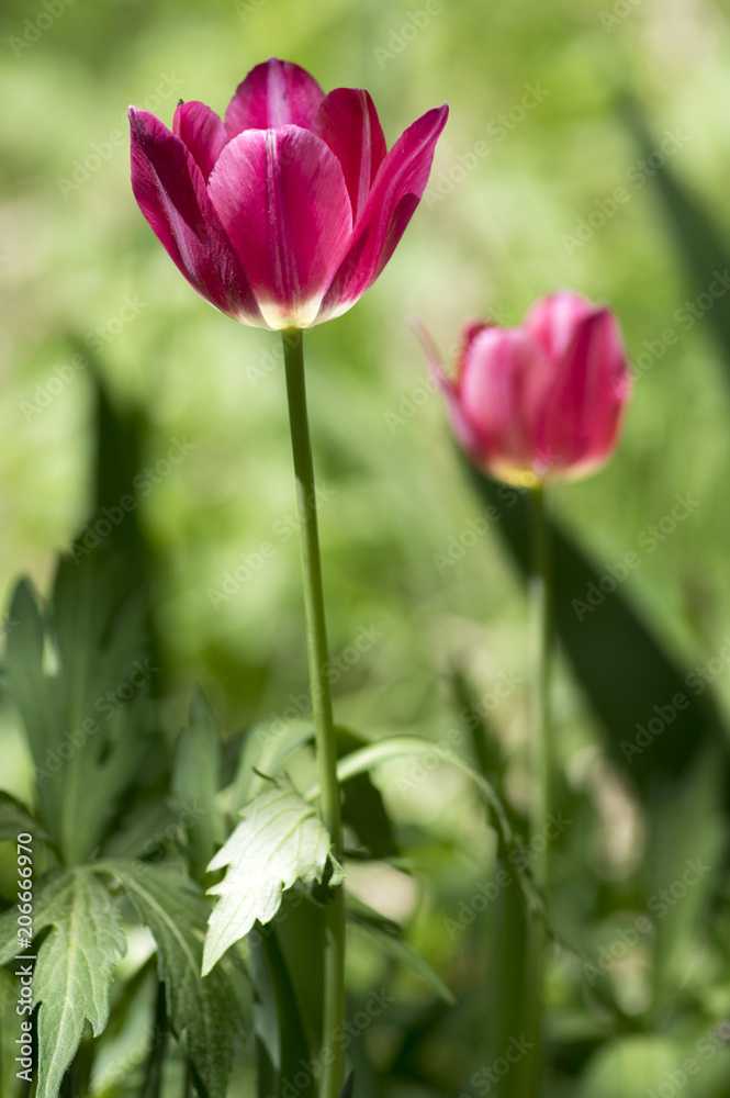 Two common beautiful bright pink tulip with green leaves in spring time garden in bloom, flowering ornamental plant Two common beautiful bright pink tulip with green leaves in spring time garden in bloom, flowering ornamental plant