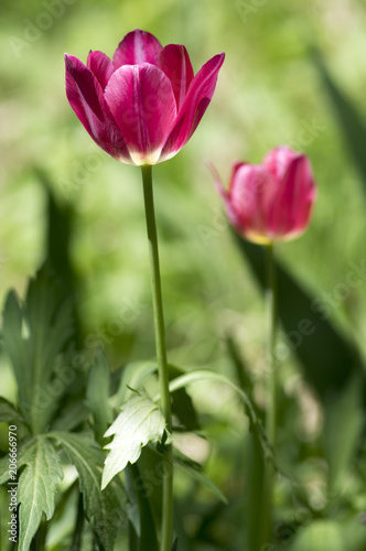 Two common beautiful bright pink tulip with green leaves in spring time garden in bloom  flowering ornamental plant