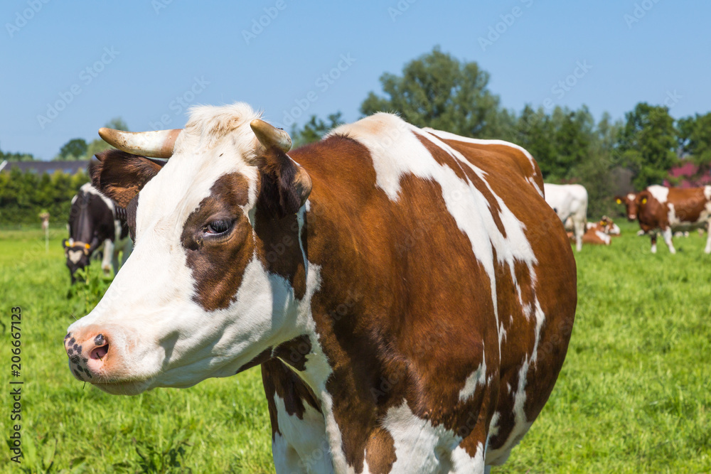 A group of curious brown spotted Dutch cows outside on a meadow A group of curious brown spotted Dutch cows outside on a meadow