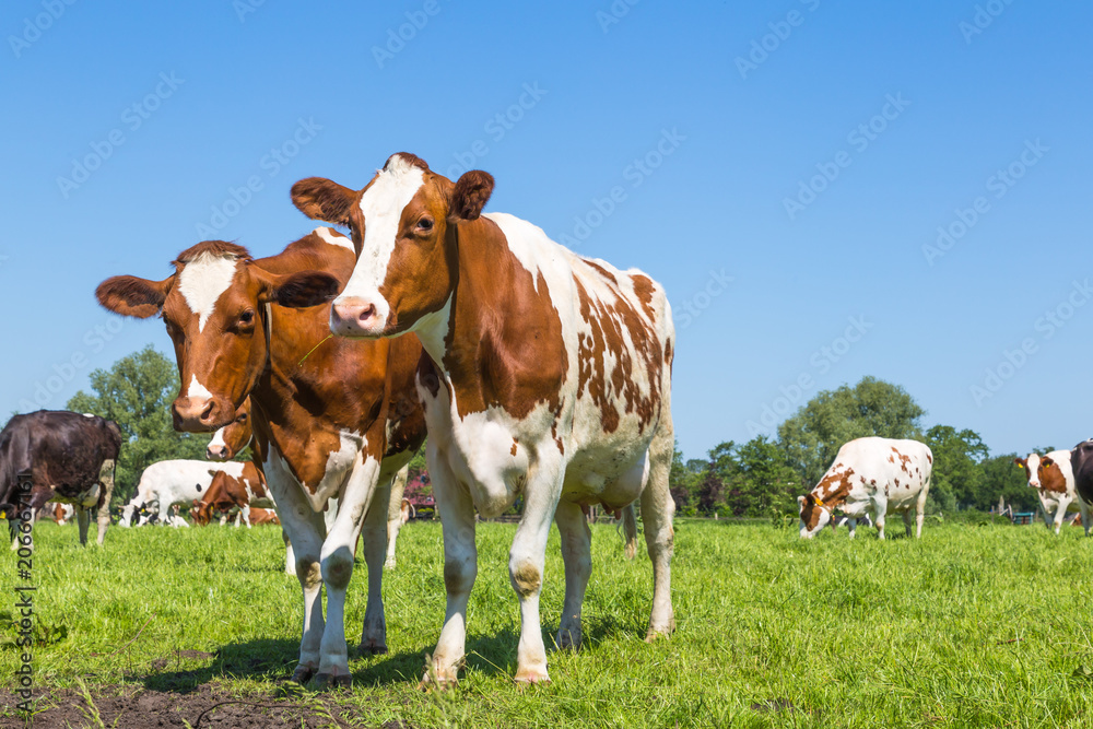 A group of curious brown spotted Dutch cows outside on a meadow A group of curious brown spotted Dutch cows outside on a meadow