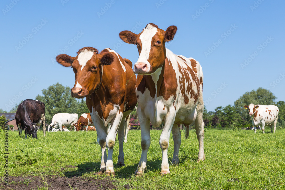 A group of curious brown spotted Dutch cows outside on a meadow