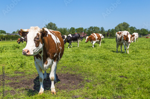 A group of curious brown spotted Dutch cows outside on a meadow © HildaWeges