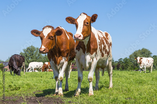 A group of curious brown spotted Dutch cows outside on a meadow