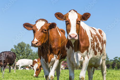Fotografie, Tablou A group of curious brown spotted Dutch cows outside on a meadow