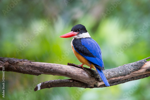 Black-Capped Kingfisher has a purple-blue wings and back, black head and shoulders, white neck collar and throat, and rufous underparts.