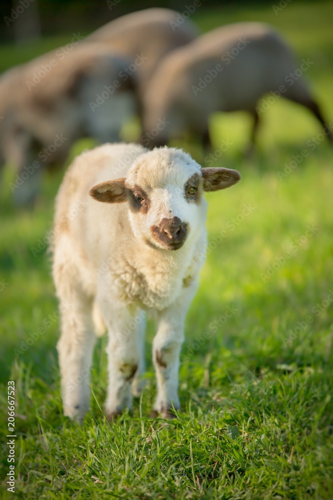 Fototapeta premium Small cute lamb gambolling in a farm. Small Sheep on the meadow.