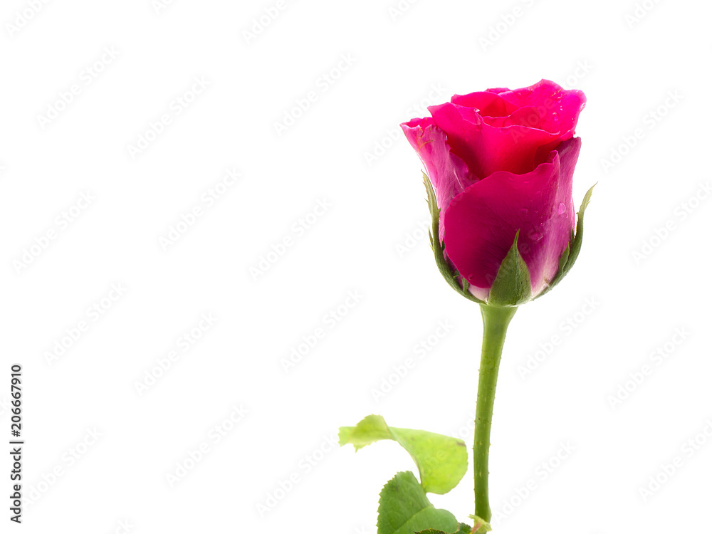 Obraz premium rose flower with green leaves.