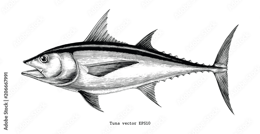 Naklejka premium Tuna fish hand drawing vintage engraving illustration