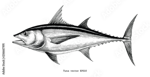 Tuna fish hand drawing vintage engraving illustration