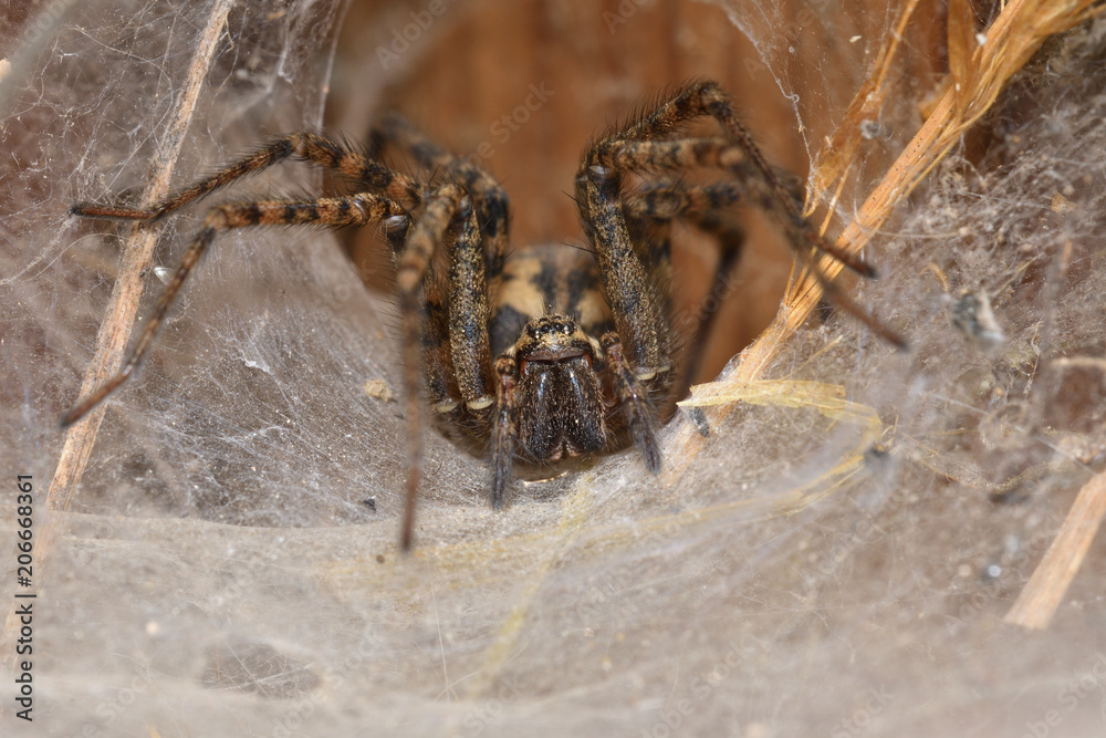 hunter spider lurking and watching from the web nest hunter spider lurking and watching from the web nest