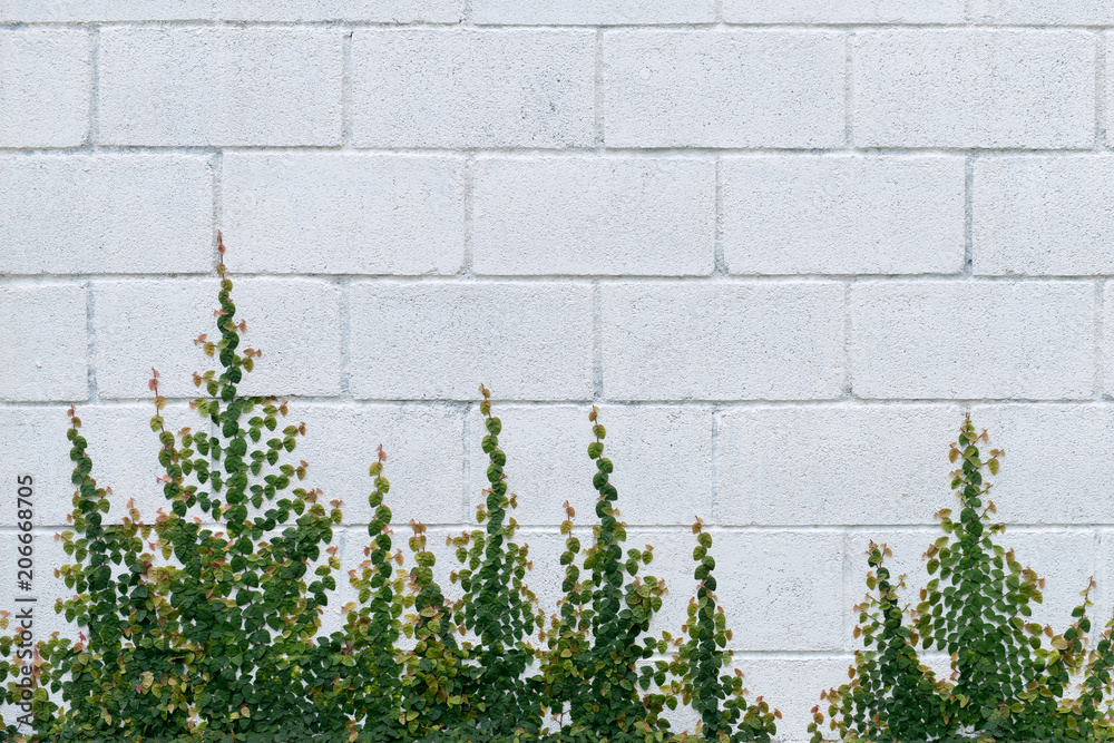 leaves on wall for wallpaper leaves on wall for wallpaper