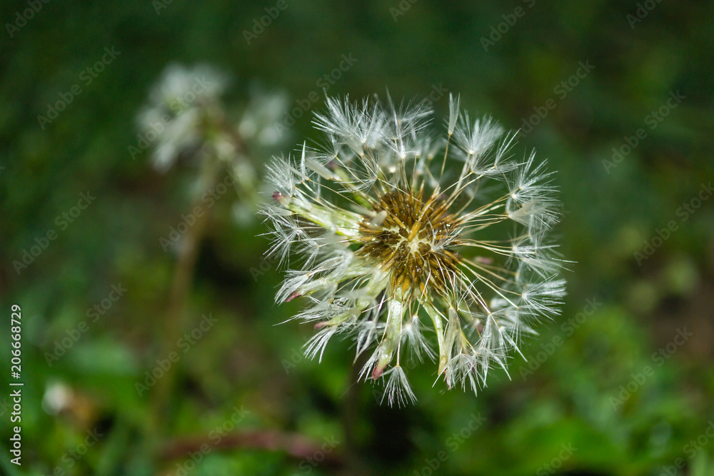 white dandelion flower after the rain white dandelion flower after the rain