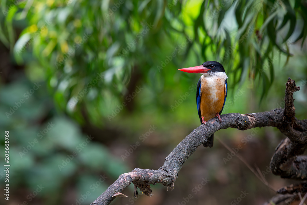 Black-Capped Kingfisher has a purple-blue wings and back, black head and shoulders, white neck collar and throat, and rufous underparts. Black-Capped Kingfisher has a purple-blue wings and back, black head and shoulders, white neck collar and throat, and rufous underparts.