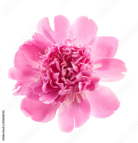 Peony flower isolated on white