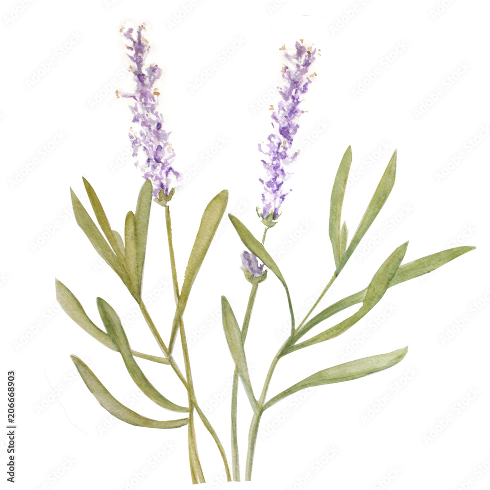 Obraz premium watercolor illustration of lavender