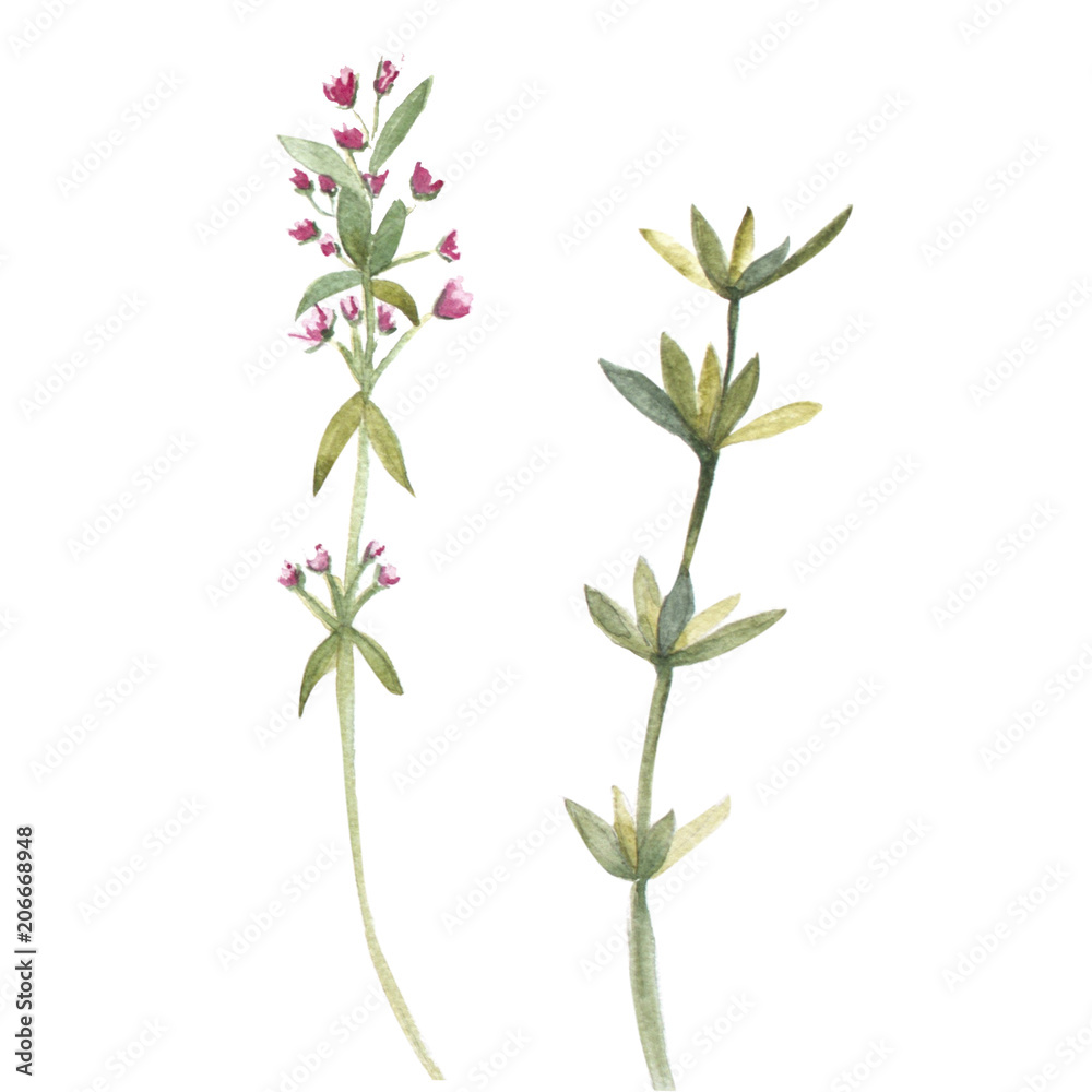 Fototapeta premium watercolor illustration of thyme