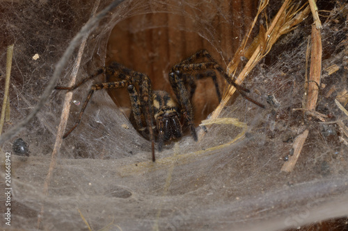 hunter spider lurking and watching from the web nest 