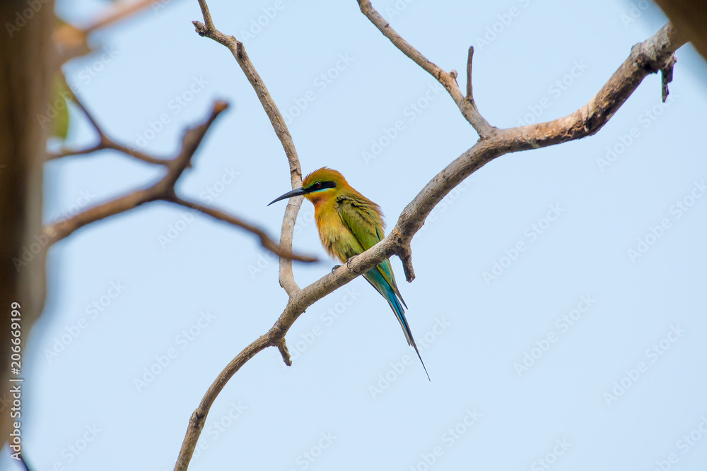 blue tailed bee eater bird blue tailed bee eater bird
