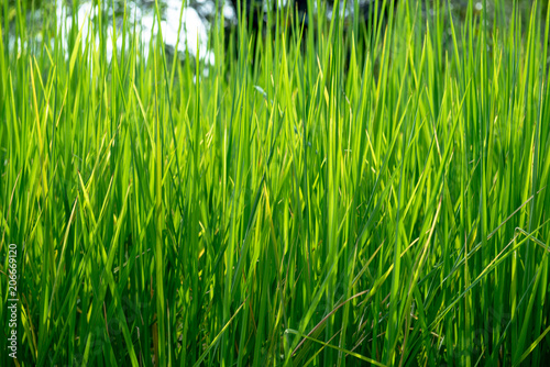 Green Rice Plant Background Texture