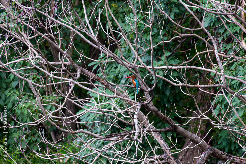 white-throated kingfisher also known as the white-breasted kingfisher is a tree kingfisher white-throated kingfisher also known as the white-breasted kingfisher is a tree kingfisher