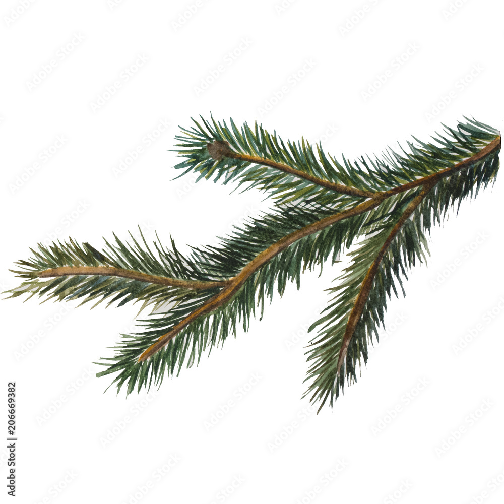 watercolor illustration of a pine branch watercolor illustration of a pine branch