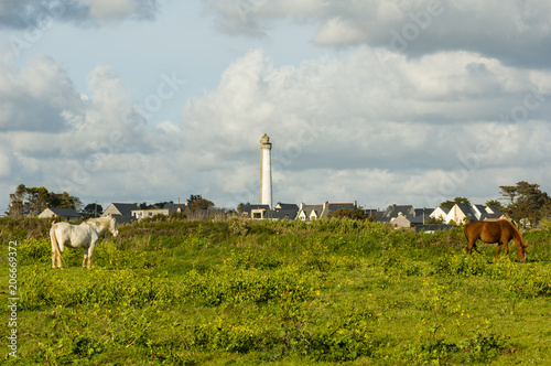 Chevaux devant le phare de Trezien photo