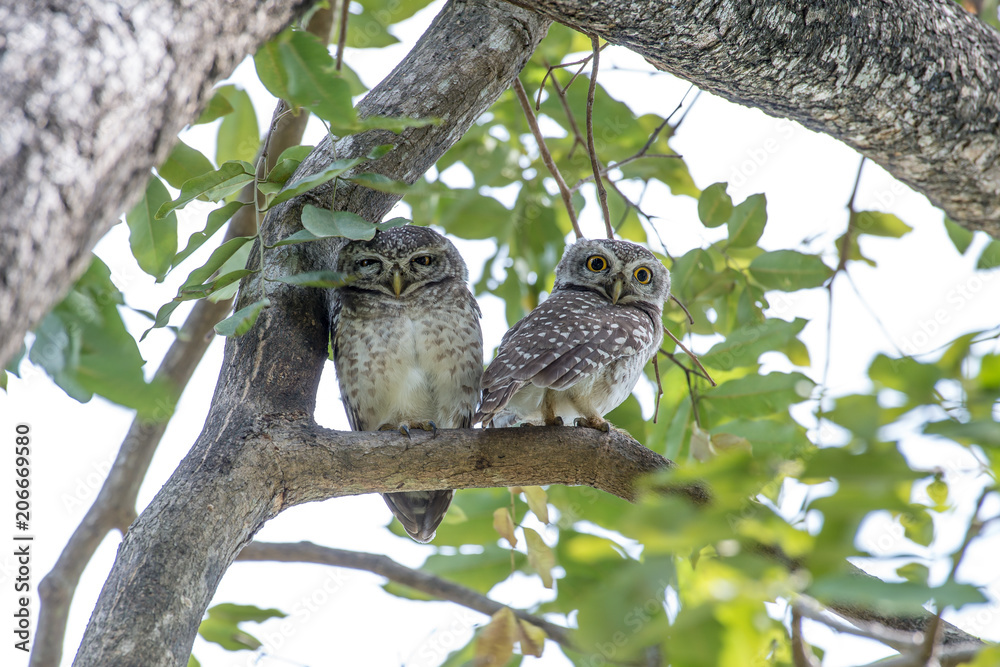 Spotted owlet is a small owl which breeds in tropical Asia