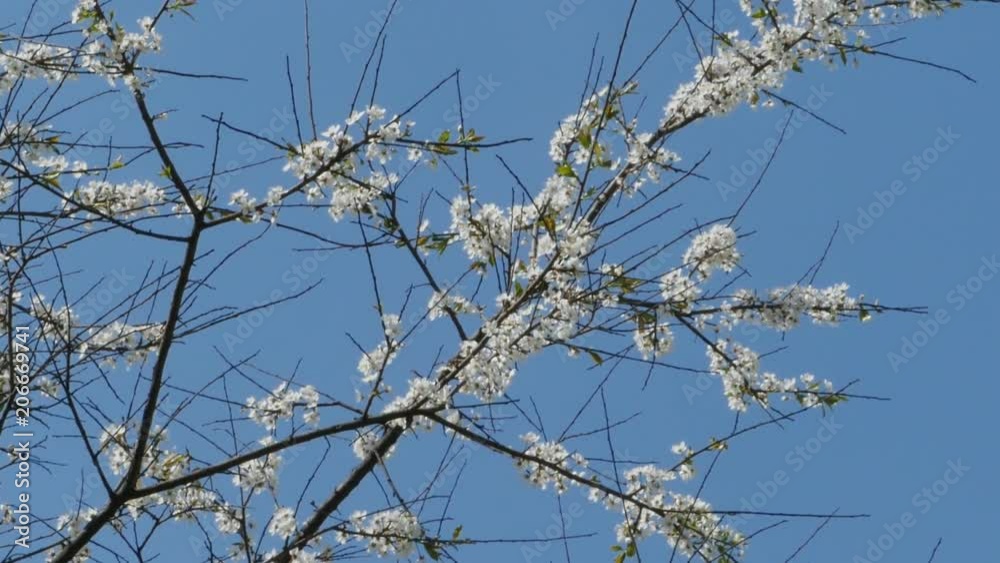 white flowers on sharp branches of a tree camera in motion