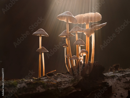 Eine Gruppe von Pilzen wird von Sonnenstrahlen beschienen.